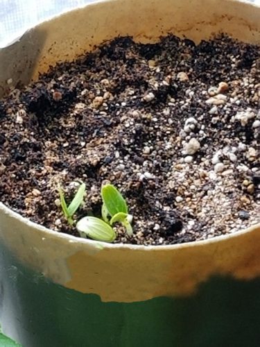 Northern Pickling - Organic Cucumber Seed photo review