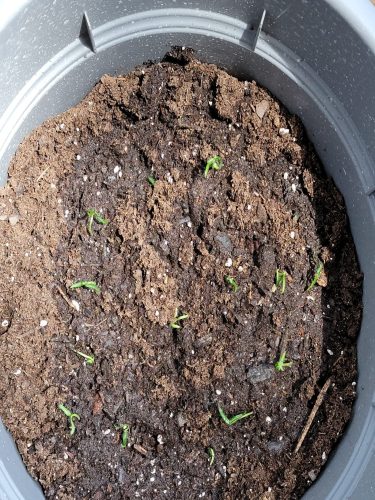 El Eden - (F1) Guajillo Pepper Seed photo review