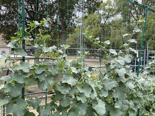 Inspire Hybrid Cantaloupe Seeds photo review