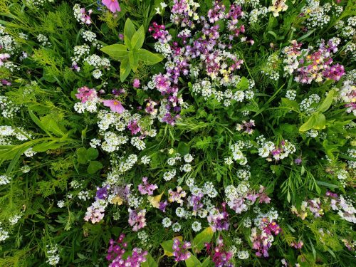 Beneficial Insect Flower Seeds Mix photo review