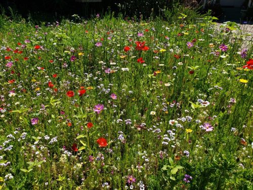 Beneficial Insect Flower Seeds Mix photo review