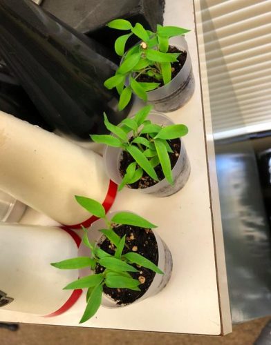 Jalafuego - (F1) Jalape?o Pepper Seed photo review