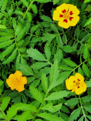Lemon Star - Marigold Seed photo review