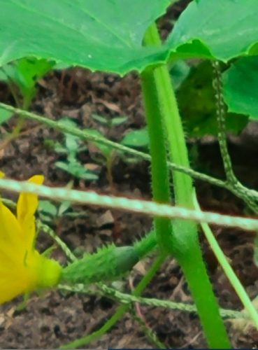 Olympian - (F1) Cucumber Seed photo review