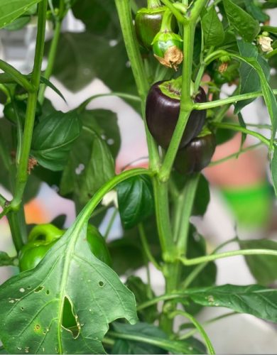 Lilo - Organic (F1) Bell Pepper Seed photo review
