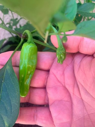 Charger - (F1) Anaheim Pepper Seed photo review