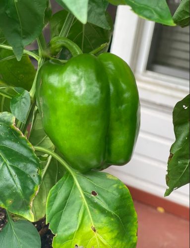 Sprinter - (F1) Bell Pepper Seed photo review