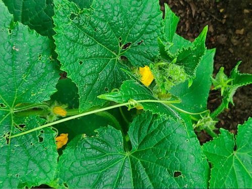Picolino - (F1) Cucumber Seed photo review