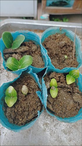 Green Machine - Organic (F1) Zucchini Squash Seed photo review