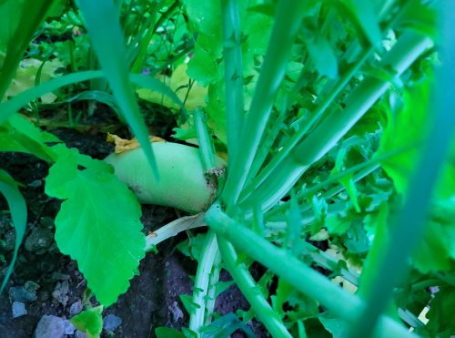 Green Luobo Improved - Radish Seed photo review