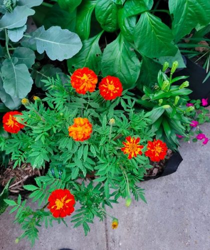 Durango Outback Mix - Marigold Seed photo review
