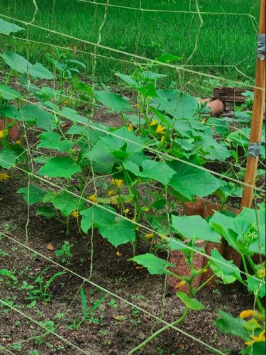 Nokya - (F1) Cucumber Seed photo review