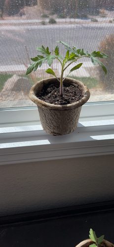 Big Beef - (F1) Tomato Seed photo review