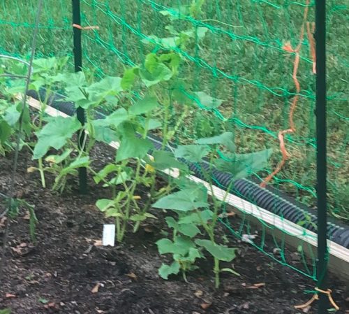 Citadel - (F1) Cucumber Seed photo review