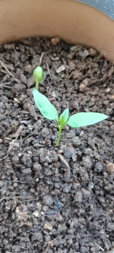Ace - (F1) Bell Pepper Seed photo review