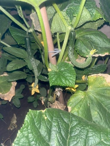 Tasty Jade - (F1) Cucumber Seed photo review