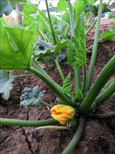 Green Machine - Organic (F1) Zucchini Squash Seed photo review