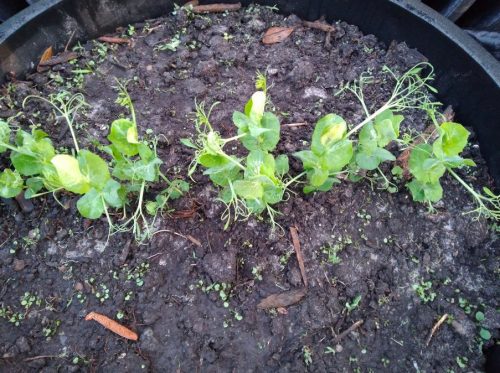 Sweet Pea Seeds,Garden Pea Seeds,Vegetable Seeds photo review