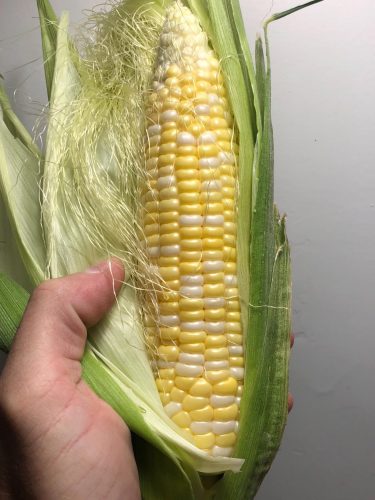 Allure - Organic (F1) Corn Seed photo review