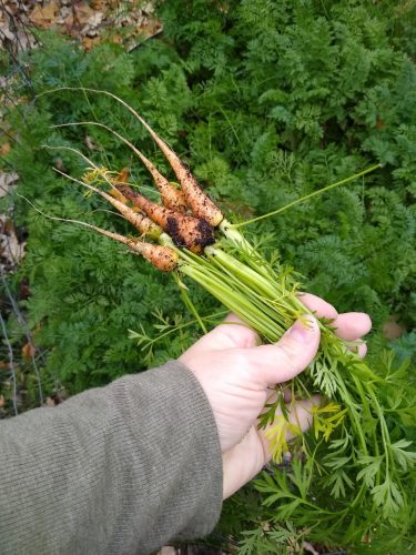 Caracas - Carrot Seed photo review