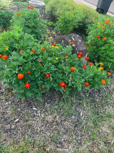 Durango Outback Mix - Marigold Seed photo review