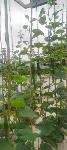 Nokya - (F1) Cucumber Seed photo review