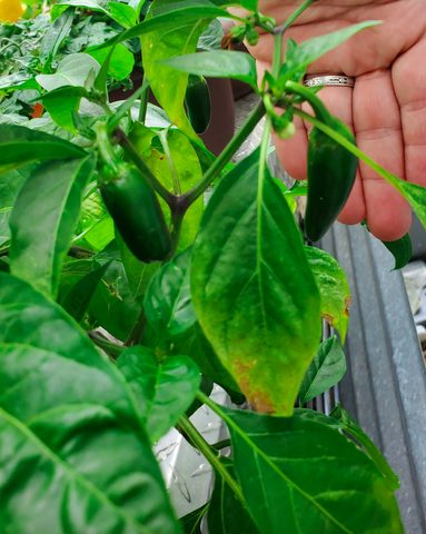 Bastan - (F1) Poblano Pepper Seed photo review