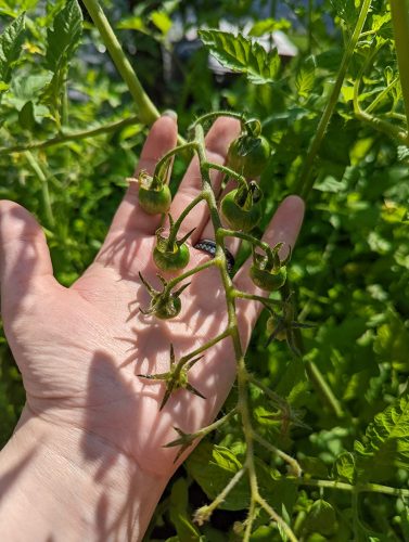 Sunpeach - (F1) Tomato Seed photo review
