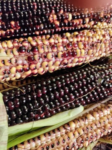 Painted Mountain - Organic Corn Seed photo review