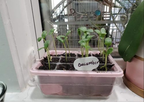 Corinto - Organic (F1) Cucumber Seed photo review