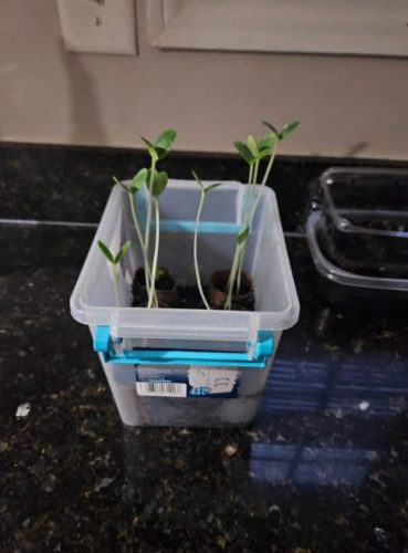 Nokya - (F1) Cucumber Seed photo review