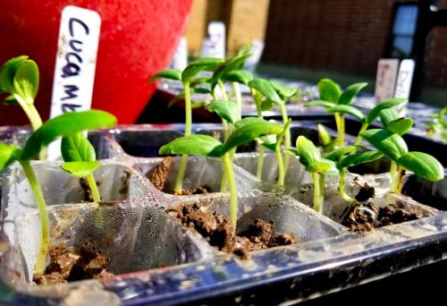 Tasty Jade - (F1) Cucumber Seed photo review