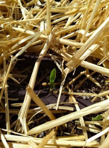Xtra-Tender 2171 - Organic (F1) Corn Seed photo review