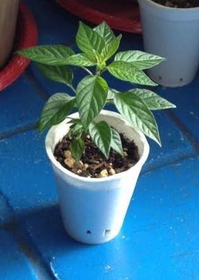 Lipstick - Organic Pepper Seed photo review