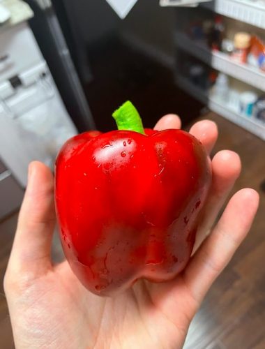 Paladin - (F1) Bell Pepper Seed photo review