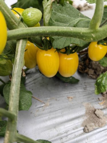 Blush - Organic Tomato Seed photo review