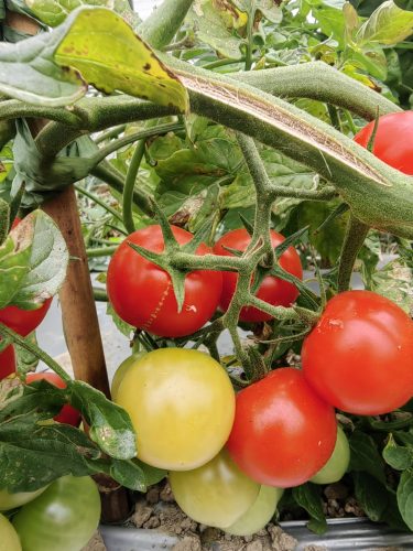 Climstar - (F1) Tomato Seed photo review