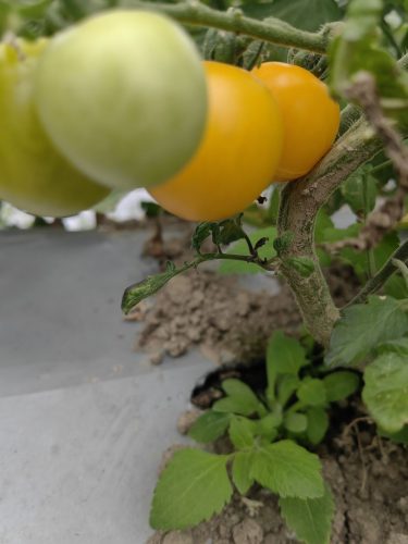 Chef's Choice Orange - (F1) Tomato Seed photo review