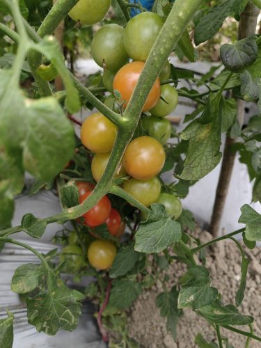 Sunpeach - (F1) Tomato Seed photo review