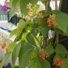 Scarlet Runner Bean - Flower Seed
