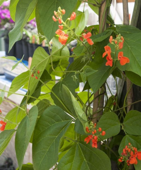 Scarlet Runner Bean - Flower Seed
