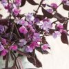 Ruby Moon - Hyacinth Bean Seed