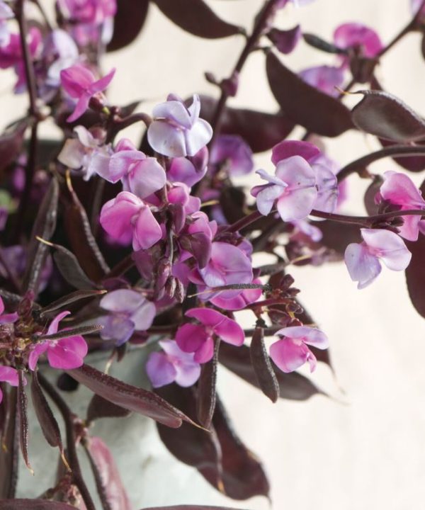 Ruby Moon - Hyacinth Bean Seed