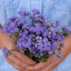Blue Horizon - (F1) Ageratum Seed