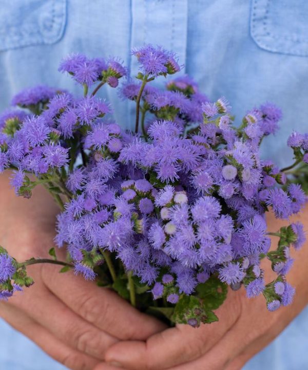 Blue Horizon - (F1) Ageratum Seed