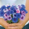 Choice Mix - Centaurea Seed