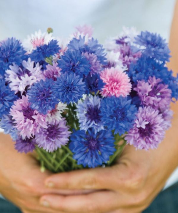 Choice Mix - Centaurea Seed