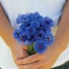 Florist Blue Boy - Centaurea Seed