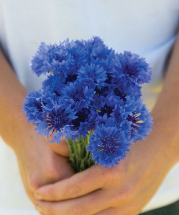 Florist Blue Boy - Centaurea Seed