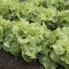 Panisse - Lettuce Seed